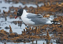 Larus pipixcan